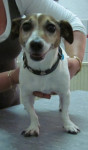 Bo,jack russell teefje van 7 jaar is keurig geopereerd aan haar knie,maar haar hak buigt niet goed.Ze krijgt acupunctuur